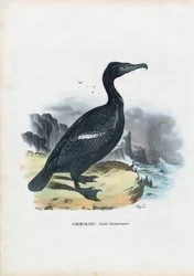 Kormorán, 1863-79